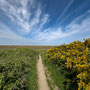 28th April PM: Stiffkey Saltmarshes  - walk towards Morston