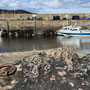 12th Sept PM: St Abbs - walk around harbour