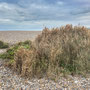 14th October PM: Cley North Norfolk Reserve