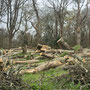 24th March AM: NT Trelissick riverside walk & gardens