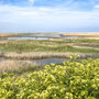 29th April AM: Norfolk Wildlife Trust – Cley and Salthouse Marshes visitor centre walk to Cley beach and back