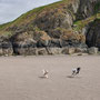 June 7th AM: Back Bay nr Monreith