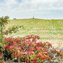 7th Sept PM: Site of the Battle Of Flodden Field