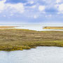 11th October AM: walking from Holme Dunes  nature reserve to Thornham Quay