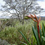 Dunster Castle Gardens