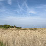 29th April AM: Norfolk Wildlife Trust – Cley and Salthouse Marshes visitor centre walk to Cley beach and back