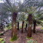 24th March PM: NT Trelissick gardens