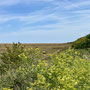 28th April PM: Stiffkey Saltmarshes  - walk towards Morston