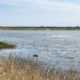 30th April AM: RSPB Titchwell Marsh 