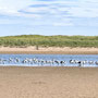 8th Sept PM: Beadnell Bay
