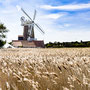 29th April PM: walk from Cley to C;ey beach via Cley windmill