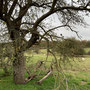 2.50 miles: orchard at Tiddersley Wood car park - 17th November