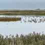 11th October PM: walking at RSPB Titchwell Marsh reserve and beach