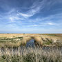 29th April AM: Norfolk Wildlife Trust – Cley and Salthouse Marshes visitor centre walk to Cley beach and back