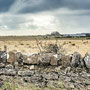 1th Sept AM: Holy Island / Lindisfarne - walk around island