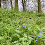 3.10 miles: Forget-Me-Nots on route - 1st April