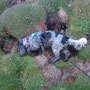 Millie checking out rabbit holes