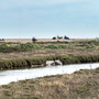 28th April AM: Blakeney coast path walk towards Cley