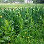 9th June: (pm) Arlington Court - gardens and parkland