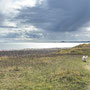 1th Sept AM: Holy Island / Lindisfarne - walk around island