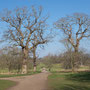 8th March am: Blickling Hall Park
