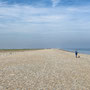 29th April AM: Norfolk Wildlife Trust – Cley and Salthouse Marshes visitor centre walk to Cley beach and back
