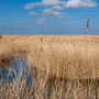 9th March pm: from Cley Marshes Visitor Centre to Cley beach towards Salthouse (and back)