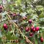 October 22nd: Shorthorn Woods - 2.48 miles