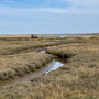 28th April AM: Blakeney coast path walk towards Cley
