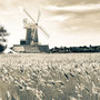 29th April PM: walk from Cley to C;ey beach via Cley windmill