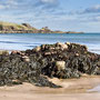 12th Sept AM: Coldingham Bay 