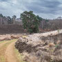 5th March PM: Dersingham Bog National Nature Reserve