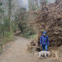 24th March AM: NT Trelissick riverside walk & gardens