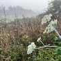 3.60 miles: foggy morning walk at start of Stratford-Upon-Avon Greenway walk - 26th November