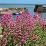 10th June - am: Craster village & harbour