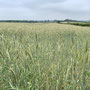 3.43 miles: "blue grass" in field behind Shorthorn Wood - 17th June