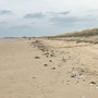 11th October PM: walking at RSPB Titchwell Marsh reserve and beach