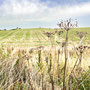 7th Sept PM: Site of the Battle Of Flodden Field