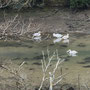 24th March AM: NT Trelissick riverside walk & gardens
