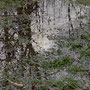 3.26 miles: Flooded clearing Shorthorn Woods - 18th February