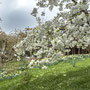 24th March PM: NT Trelissick gardens