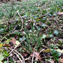 2.97 miles: First snowdrops, Mythe Brook, Tewkesbury - 11th January
