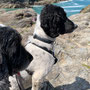 8th June: (am)  Port Gaverne
