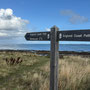8th Sept AM: King Charles Coast path at Seahouses