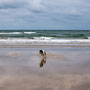 6th June - pm: walk around beaches at North Shore of  Holy Island