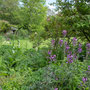 6th June: (pm)  Docton Mill Gardens
