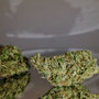 canapa ara lemon 