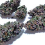 miglior purple