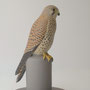 Faucon crécerelle (Falco tinnunculus- Common Kestrel)-sculpture peinte taille x1-LPO-RN de St Denis du Payre