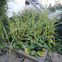 Der kleine Gartenteich